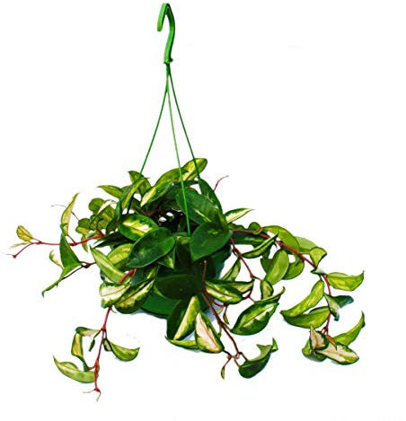 Plante d'intérieur à suspendre - Hoya carnosa rubra - Fleur en porcelaine - Fleur de cire 14cm feu tricolore