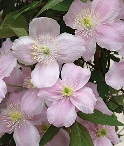 Clematis Montana 'Mayleen' 15cm Deep Pot Size