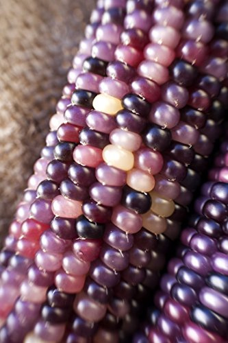 Amethyst Dream Purple Glass Gem Cherokee Indian Corn Heirloom Premium Seeds for Planting Packet + More