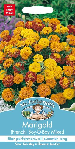 Mr. Fothergill's 12442 Marigold French Boy-O-Boy Mixed Flower Seeds, bicolour