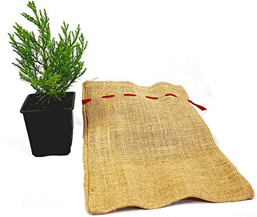 Seedeo® Berg - Mammutbaum (Sequoiadendron giganteum) Pflanze 2 Jahre alt Geschenkedition