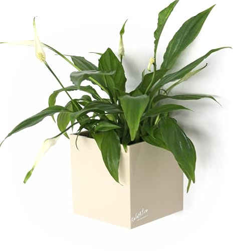 KalaMitica - Magnetic Cube, Cachepot, Marker Holder for Whiteboard, Organizer - Ø 9 cm, Ivory