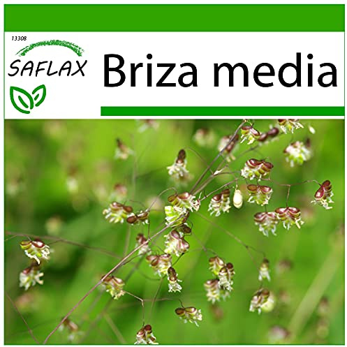 SAFLAX - Gräs-Bambu-Hjärta-Darrande Gräs/Jungfruligt Hår - 75 Frön - Med pottsubstrat för bättre odling - Briza media