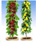 BALDUR Garten Säulenobst-Duo Birne & Kirsche, 2 Pflanzen Birnenbaum Kirschbaum, winterhart, platzsparende Säulen für kleine Gärten, Balkone & Terrassen, blühend, Prunus avium, Pyrus communis