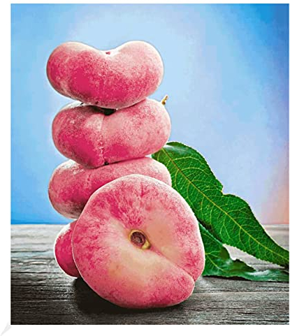 BALDUR Garten Teller-Pfirsich 'PlatiforTWO®', 1 Pflanze, Pfirsichbaum, Tellerpfirsisch, Prunus persica, winterhart, für Standort in der Sonne geeignet, blühend