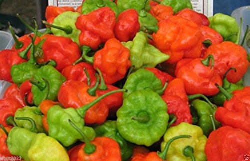 AJI Dulce #1,known As Ajicitoo,aji Gustoso,ají Cachucha &Sweet Habanero 50 Seed