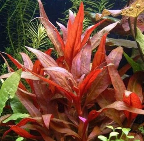 Alternanthera rosaefolia - Plante vivante pour aquarium