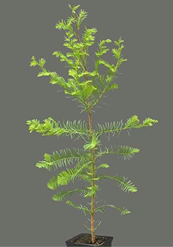 Seedeo Sumpfzypresse Taxodium distichum Pflanze 2,5 Jahre alt