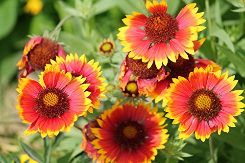 Wilde Kokardenblume 30 Samen, Gaillardia Aristata - Blumen für 4 Monate