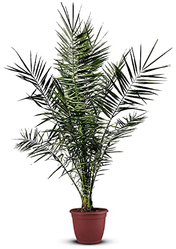 Canariensis, Palmier dattier des Canaries, 170 cm