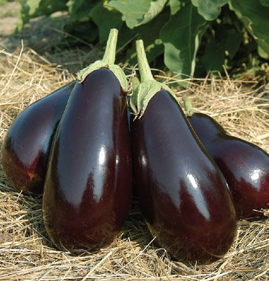 Galine Aubergine (F1) 25 Samen
