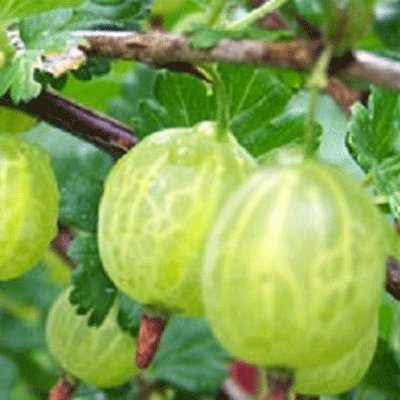 Ribes x uva-crispa VAR. reclinatum 'Careless' Gooseberry Plant