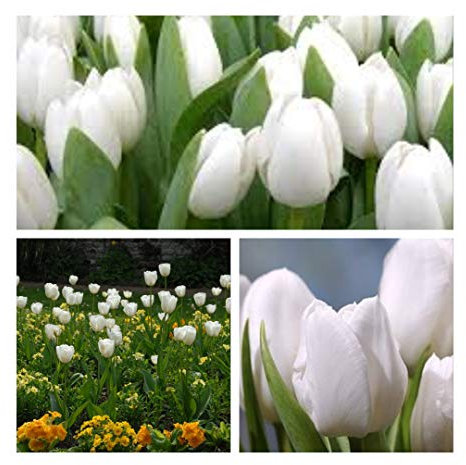 Triumph Tulip White Dream x 10 Flower Bulbs Size 10/11 Stunning Pure White Spring Flowers.
