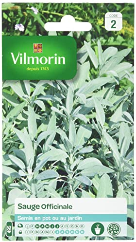Vilmorin - Sauge officinale - Plante aromatique Vivace - en Pot ou Jardin - Floraison méllifère - vertus médicinales - Facile à cultiver - rendement 3x2m
