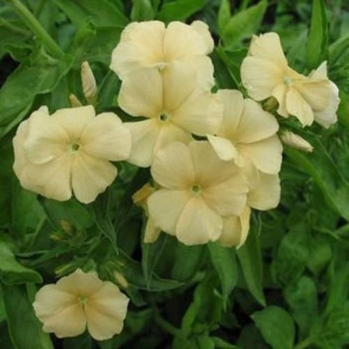 Phlox- 100 graines jaune-