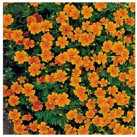 Tagetes tenuifolia 'Tangerine Gem' / Signet Marigold/Flowers All Summer/Seeds