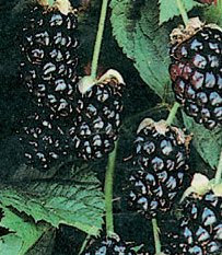 BlackBerry 'Oregon Thornless' 10cm Pot Size