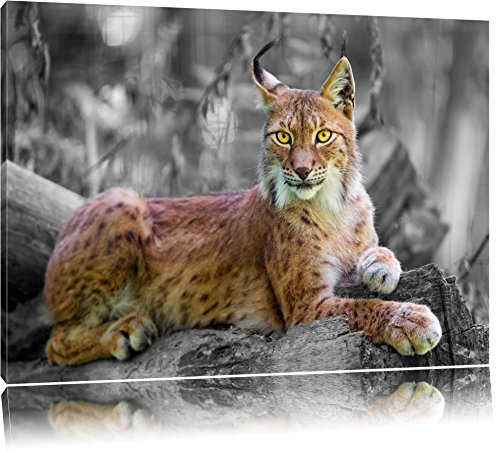Pixxprint hübscher aufmerksamer Luchs B&W, Größe: 100x70cm, Leinwandbild, fertig gespannt, Wandbild, Dekoration, Kunstdruck, kein Poster