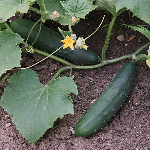 PREMIER SEEDS DIRECT - Cucumber - SPACEMASTER 80-30 Seeds - Organic