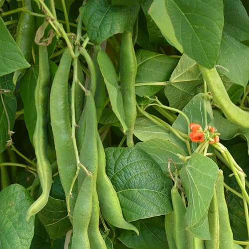 PREMIER SEEDS DIRECT - Runner Bean - Scarlet Emperor - 37 GRAM ~ Approx 35 Seeds - Organic