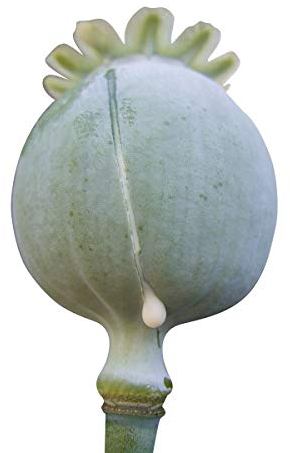 Echter Schlafmohn 100+ Samen , -Papaver Somniferum-