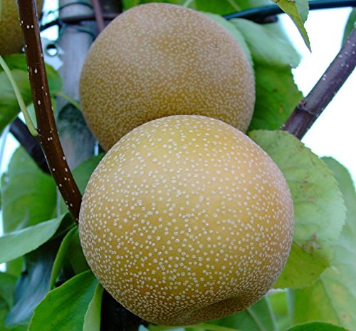 Nashi Hosui Asienbirne Apfelbirne Buschbaum 110-140 cm im 10 Liter Topf Sämling