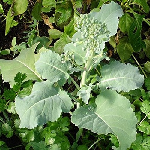 150 Seeds of Brassica rapa - Rapini Broccoli raab - 50 Days. Southern Italian Specialty!