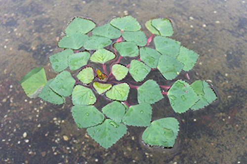 WASSERPFLANZEN WOLFF - Trapa natans, Wassernuss, aktiver Naturschutz! Wasserpflanze des Jahres 2011! heimische Rarität!