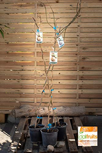 Kiwi graines de fruits, des plantes en pot, MIN Nutrition arbre est riche, beau, Bonsai, graines de légumes de melon - 10 pcs/lot