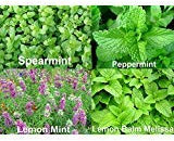 1000 Mint MIX 4Varieties: menta, hierbabuena, limón menta y Melisa Melissa semillas de la herencia no GMO.