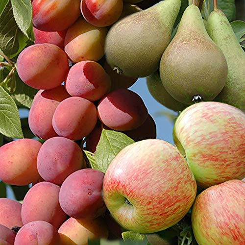 YouGarden - Mini Orchard Fruit Tree Collection, 3 Bare Root Compact Fruit Trees, Apple, Pear & Plum - Grow Your Own Fruit Tree Collection for Gardens