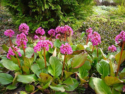 GARTHWAITE NURSERIES® : - Potted Bergenia Cordifolia (Elephants Ears) Bell-Shaped Rose-Pink Flower Spikes Summer Flowering Hardy Garden Perennial Plant