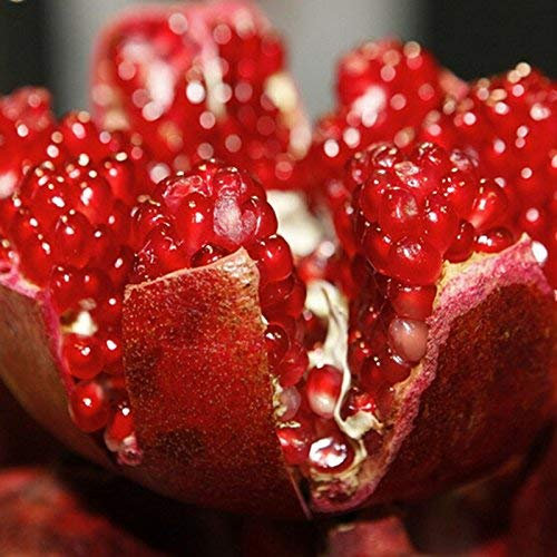 10 graines/paquet de graines de grenade bonsaï maison plante délicieux fruits graines très grandes et douces pour la maison jardin plante germination 95%