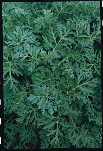 Just Seed Herb - Wormwood - Artemisia Absinthium - 500 Seeds