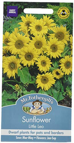 Mr Fothergill's Sunflower Little Leo