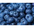 BLUEBERRIES FRESH PRODUCE FRUIT VEGETABLES PINT 10 OZ
