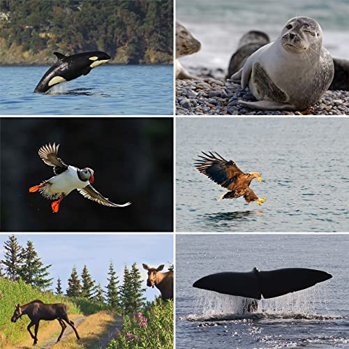 'Rahmenlos – lentikular Set de tarjetas postales con imágenes de cambio y motivo Tarjetas: animales de África – 5 tarjetas postales 