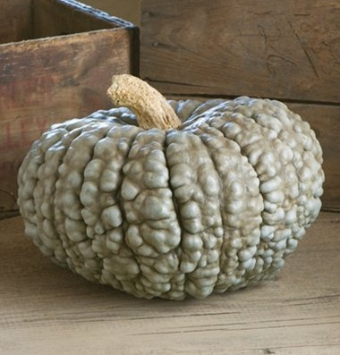 HERENCIA NO OGM Marina Di Chioggia Calabaza de invierno / 15 semillas de calabaza