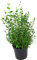 Eukalyptus, frischer Eukalyptus-Strauch, Eukalyptus Baum, Eukalyptus Pflanze
