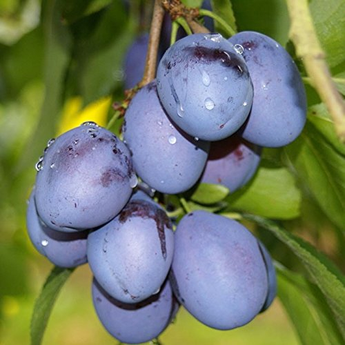 Jojo(S), scharkaresistente Pflaume gut steinlösend, Halbstamm ca. 150-170 cm, Unterlage St. Julien A