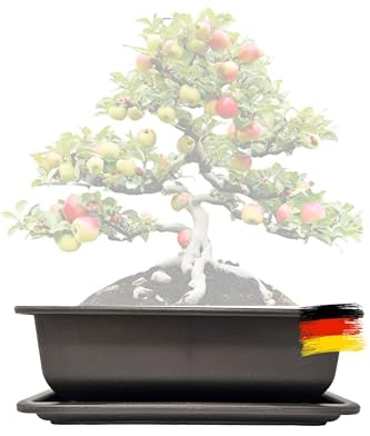 Genki-Bonsai Pflanzschale 34 x 26 x 9 cm aus Kunststoff – rechteckiger Pflanzkübel mit Untersetzer, frostbeständig, mit Drainagelöchern – für Bonsai, Kräuter, Zimmer- & Balkonpflanzen