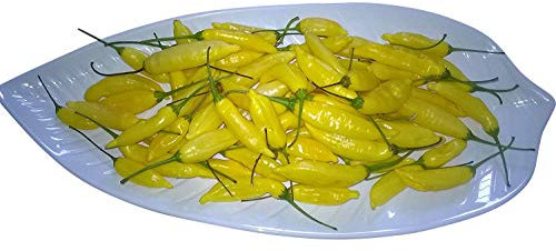 10 semi di peperoncino Aji Lemon AKA Lemondrop, by Samenchilishop – semi store-