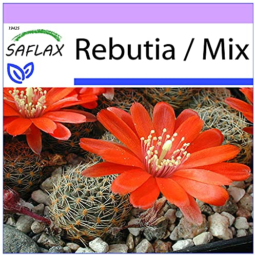 SAFLAX - Cactus nain argentin - 40 graines - Rebutia/Mix