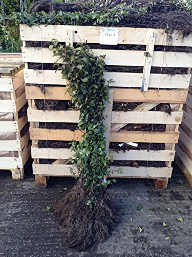 10 Green Privet Hedging Plants 3-4ft (90-120cm) Ligustrum ovalifolium