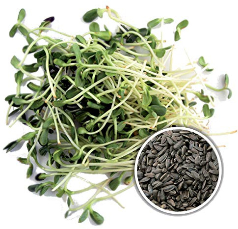 250 g BIO Keimsprossen Sonnenblume Samen für die Sprossenanzucht Sprossen Microgreen Mikrogrün