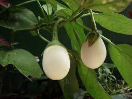 French Heirloom Heritage White Egg Shaped Aubergine Eggplant Seeds. Blanche Ronde A OEUF. Certified Organic Grower