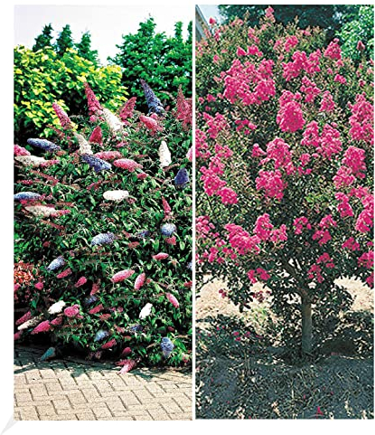 BALDUR Garten Blüten-Sträucher-Kollektion Sommerflieder und Flieder des Südens, 2 Pflanzen Buddleia davidii, Schmetterlingsflieder und Lagerstroemia Kräuselmyrte, winterhart, blühend