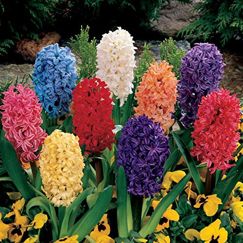 YouGarden Mixed Hyacinth Bulbs, Pack of 12 Mixed Indoor Outdoor Bulbs, for Autumn Planting