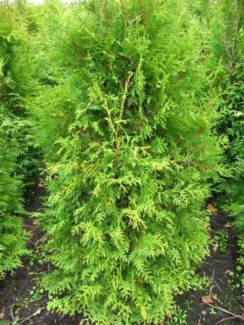 Brabant Lebensbaum Thuja occidentalis Brabant 125-150 cm hoch im 10 Liter Pflanzcontainer