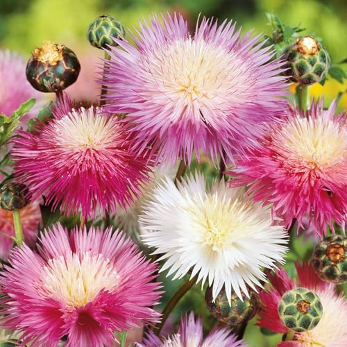 Eden Brothers Cornflower Seeds - Imperialis Mix
